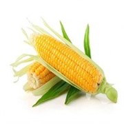 кукуруза 3,4 класса фотография