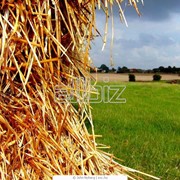 Перевозка зерна. Оформляем карантинные, ветеринарные сертификаты на перевозимую сельхозпродукцию фото