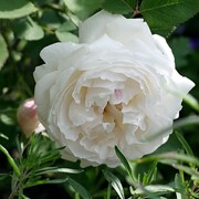 Английские розы питомника “Нью-Джерси“ фото