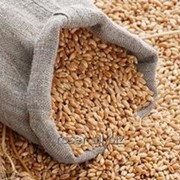 Пшеница продовольственная насыпью фото
