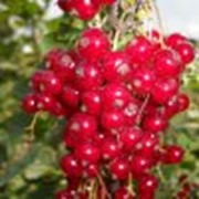 Саженцы смородины красной “Асора“ фото