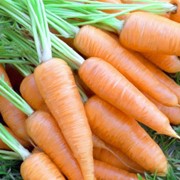 Семена моркови Шантене Сквирская