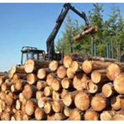Круглый лес в Украине Купить Цена Дубграбсоснаольхаясен. фото