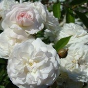 Роза почвопокровная “Свани“ (саженец с ЗКС) фотография