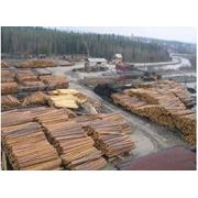 Экспорт дуба бука хвойных пород древесины