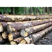 Пиловочник хвойный Круглый лес Круглые лесоматериалы на экспорт купить (продажа) Украина цена оптовая.