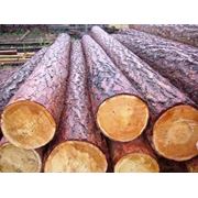 Лес кругляк (смерека) пиловочный лес пиловочник смерека. Украина. Экспорт. фото
