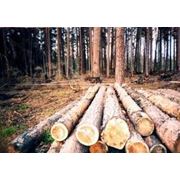 Балансы сосновые круглые лесоматериалы дерево пиломатериалы Украина Житомирская область Малин фото