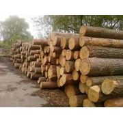 Лес строительный дуб Сумская область Украина купить