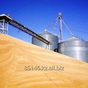 Пшеница из твердых сортов на Экспорт