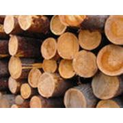 Лесоматериалы доска брус рейка дрова опилки лес кругляк. фото