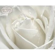 Постер “Белая роза“ фото