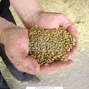 Закупка семян пшеницы фото