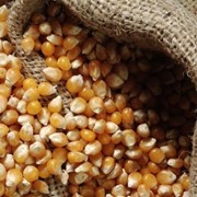 Семена кукурузы Катерина СВ, РОСС 199, РОСС 140 фото