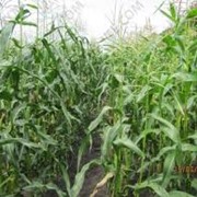Семена кукурузы для посева фото