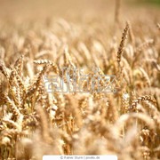 Пшеница твердая фотография