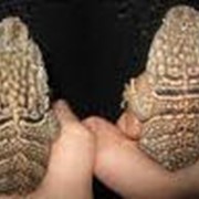 Лечение рептилий фото