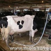Доильные установки для фермерских хозяйств фото
