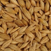 Пшеница фуражная, пшеница фото