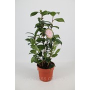 Камелия японская -- Camellia japonica фото
