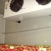 Холодильная камера хранения яблок