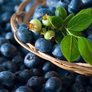 Черника оптом Украина фото