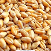 Семена озимой пшеницы фото