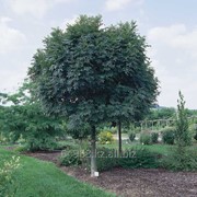 Ясень Fraxinus Excelsior, h см 100-120 фотография