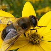 Мед пчелиный, Харьков