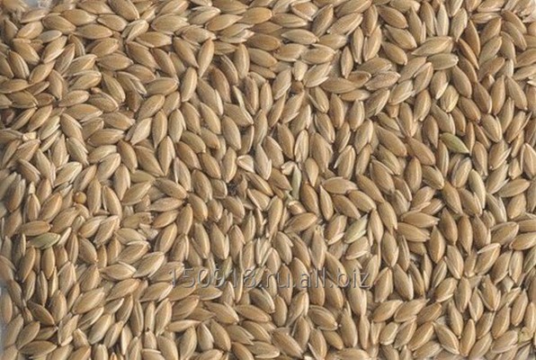 Овсяница тростниковая festuca arundinacea. Овсяница луговая для газона. Овсяница тростниковая семена. Двукисточник тростниковижныйсемена. Канареечник семена.