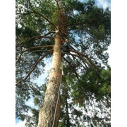Спил, обрезка деревьев в Краснодаре фотография