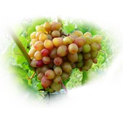 Черенки виноград Багровый 1-13-34