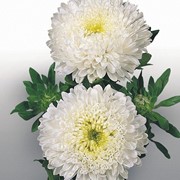 Семена цветов Астры Матадор китайская 1000 шт. белый фотография