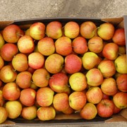 Яблоки натуральные свежие оптом от производителя 2013