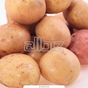 Картофель столовый