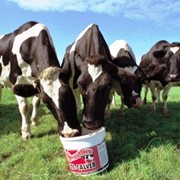 «Sweetlics Fertility» - добавка для коров после отела, в виде лизунцов. фотография