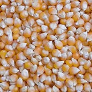 Кукуруза зерно. фото
