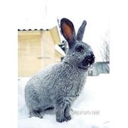Кролики Серебристый фото