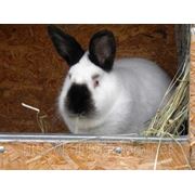 Купить самок калифорнийских кроликов в Крыму, цена, фото