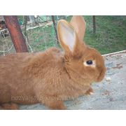 Продам кролика самчика породы Новозеландский красный