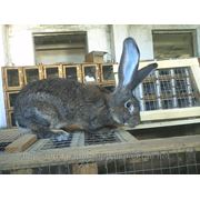 Кролики породы Бельгийский великан (фландр) фото