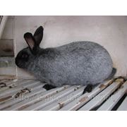 Кролик “Серебристый“ фото