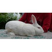 Кролики породы HYPLUS фотография