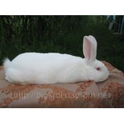 Кролик “Белый панон“ фото