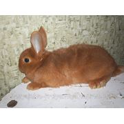 Продам кролика самочку породы Новозеландский красный фотография