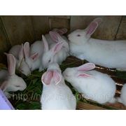 Разведение кроликов породы HYPLUS фотография