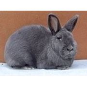 Породистые кролики породы-венский голубой фото