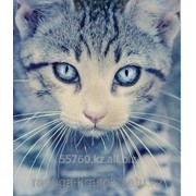 Картина стразами Голубоглазый котенок - 40х50см фотография