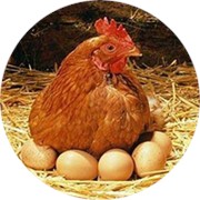 Корма для птицеводства фото