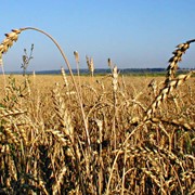 Зерно, зерновые культуры продам в Виннице.